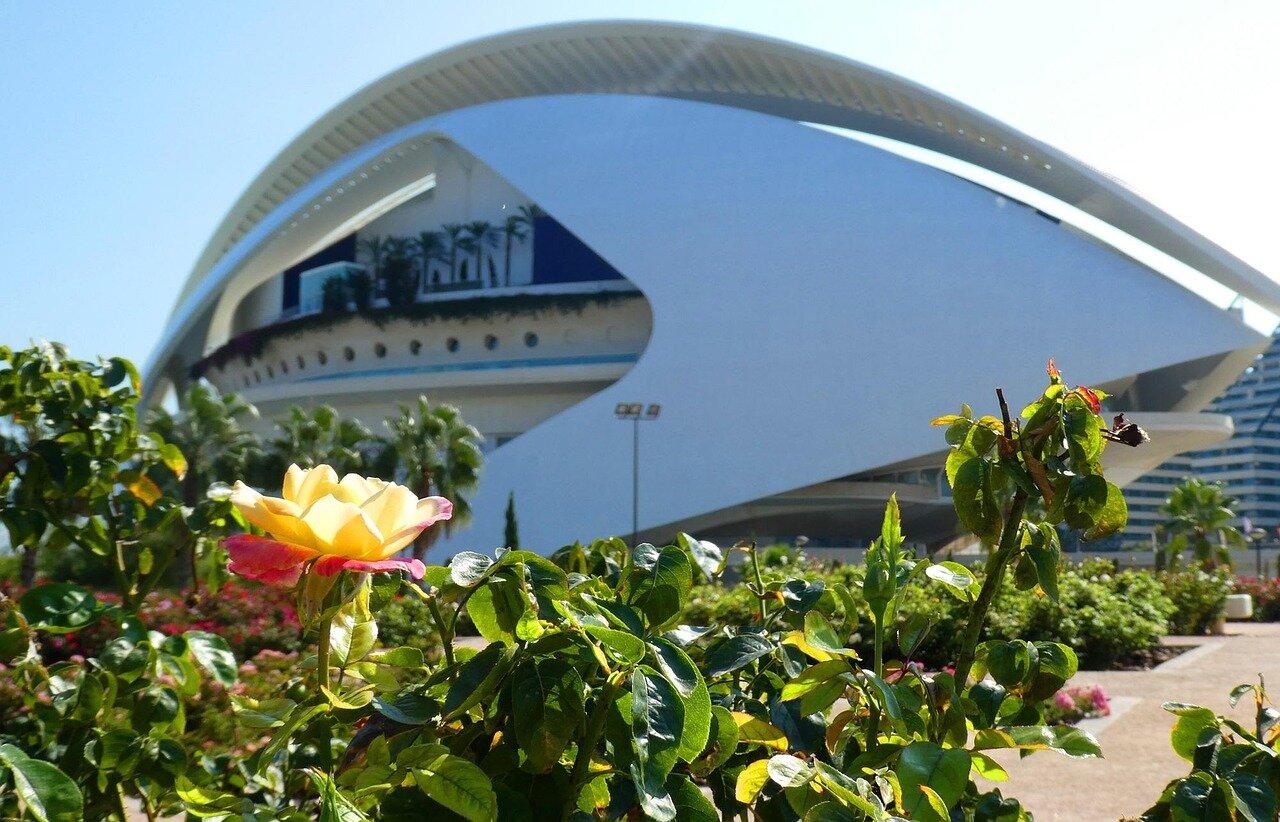 A rose in front of the curved Palau de les Arts building in Valencia